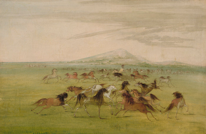 George Catlin:Wild Horses at Play,16x12