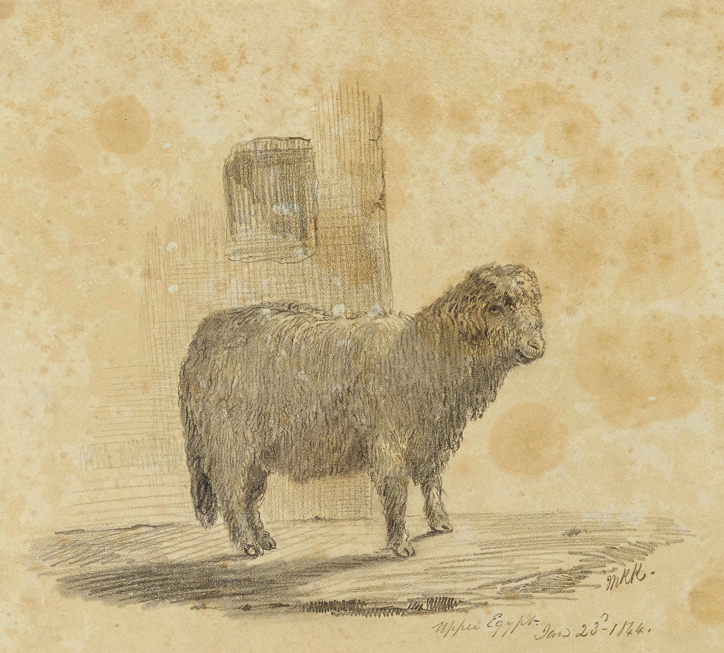 Miner Kilbourne Kellogg:Sheep,16x12"(A3)Poster