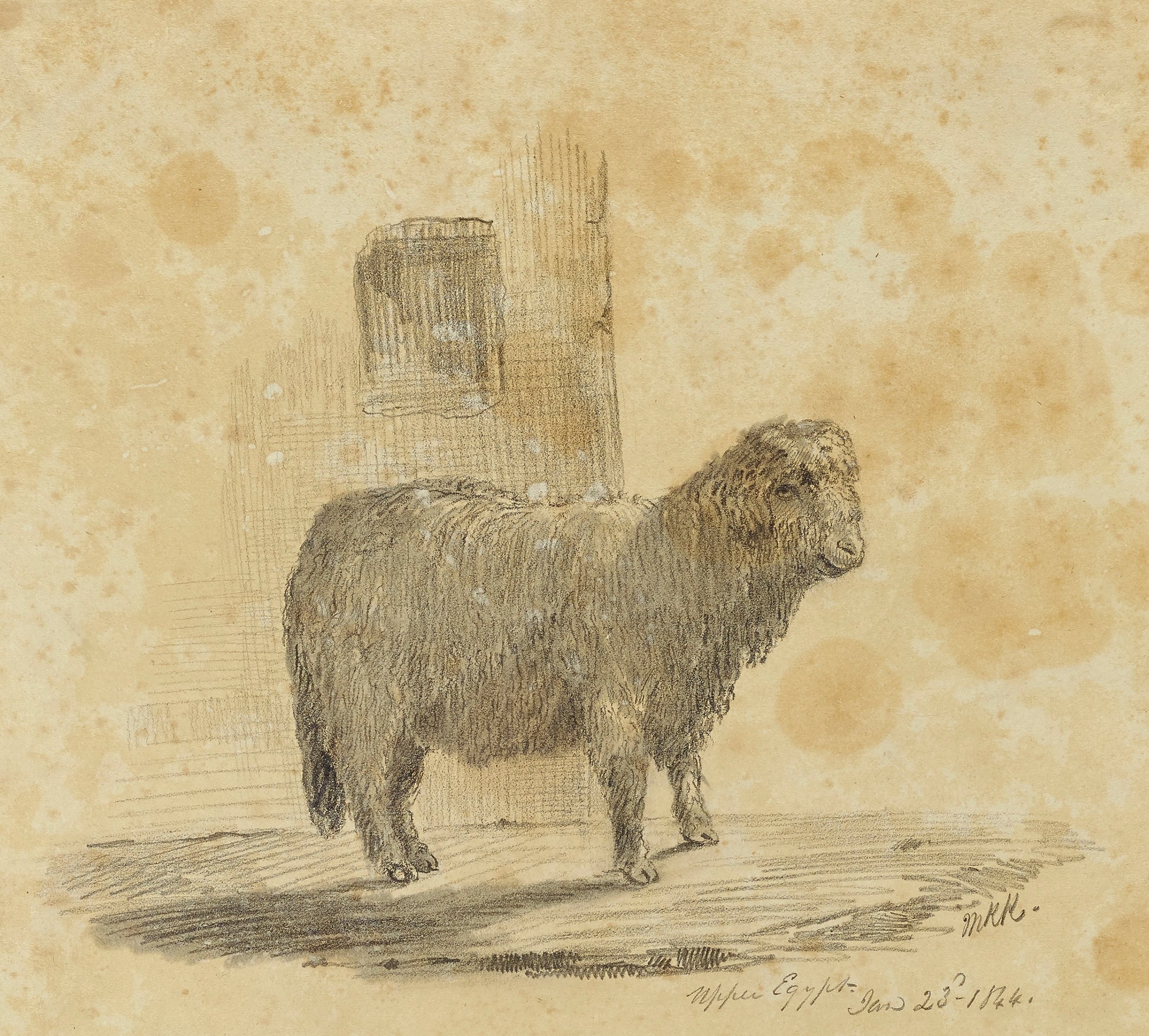 Miner Kilbourne Kellogg:Sheep,16x12"(A3)Poster