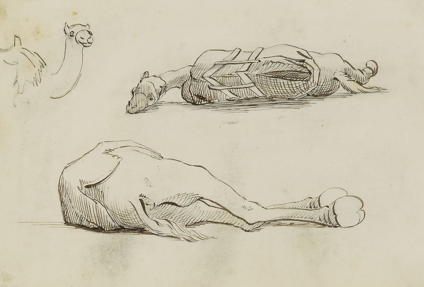 Miner Kilbourne Kellogg:(Camel Studies),16x12"(A3)Poster