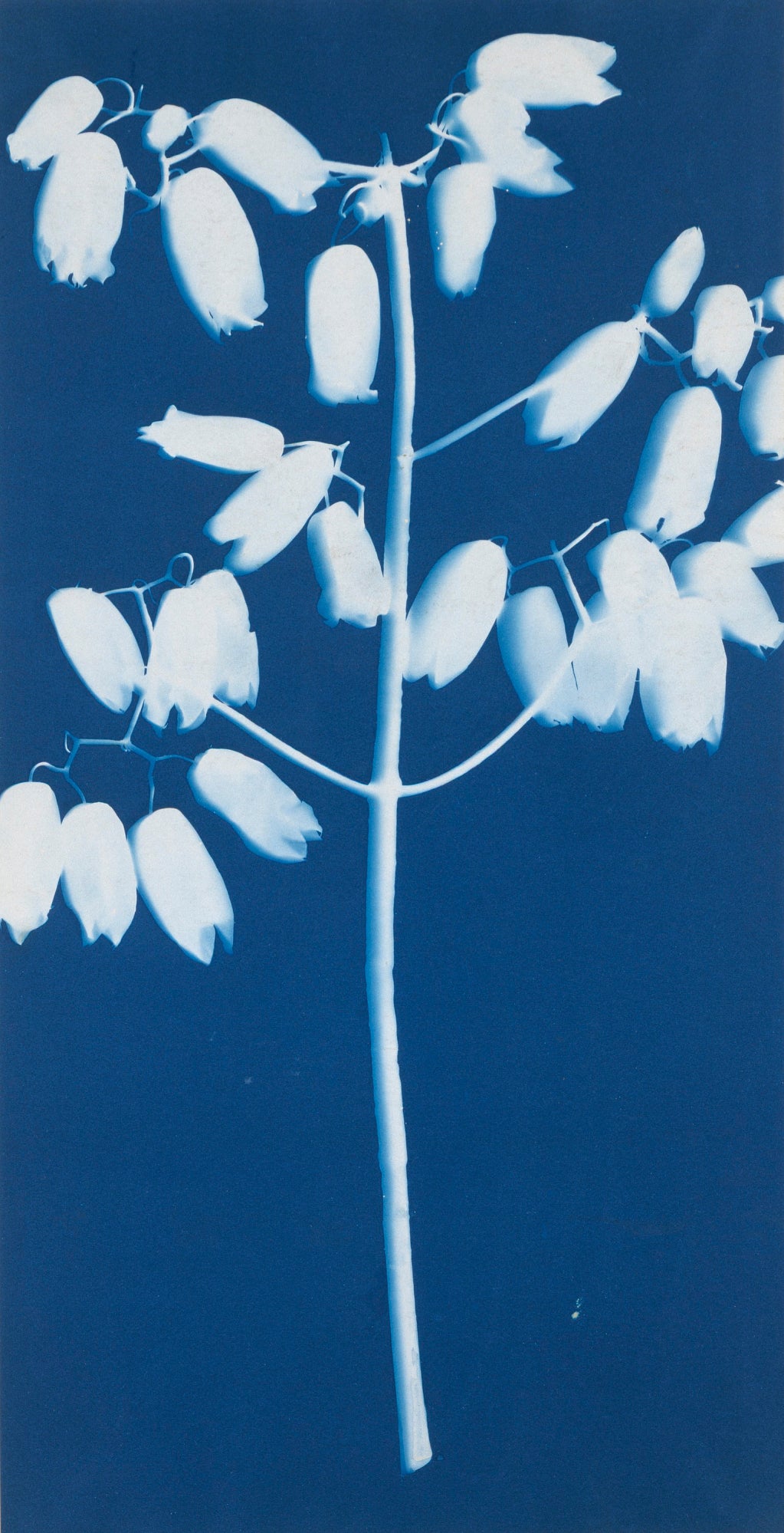 Bertha E. Jaques:Blossom of the Chandelier Plant,16x12"(A3)Poster