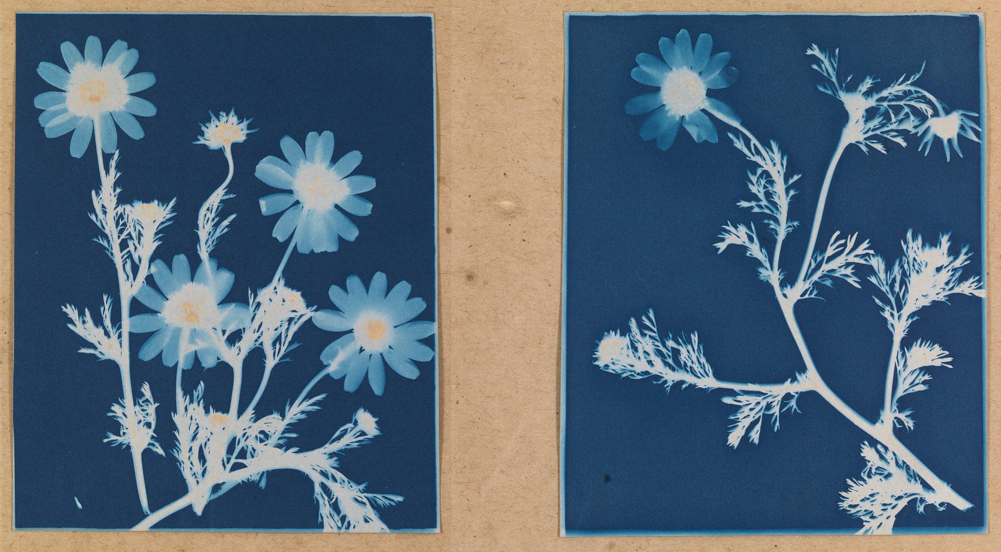 Bertha E. Jaques:Dog-Fennel, Anthemus Catula,16x12"(A3)Poster