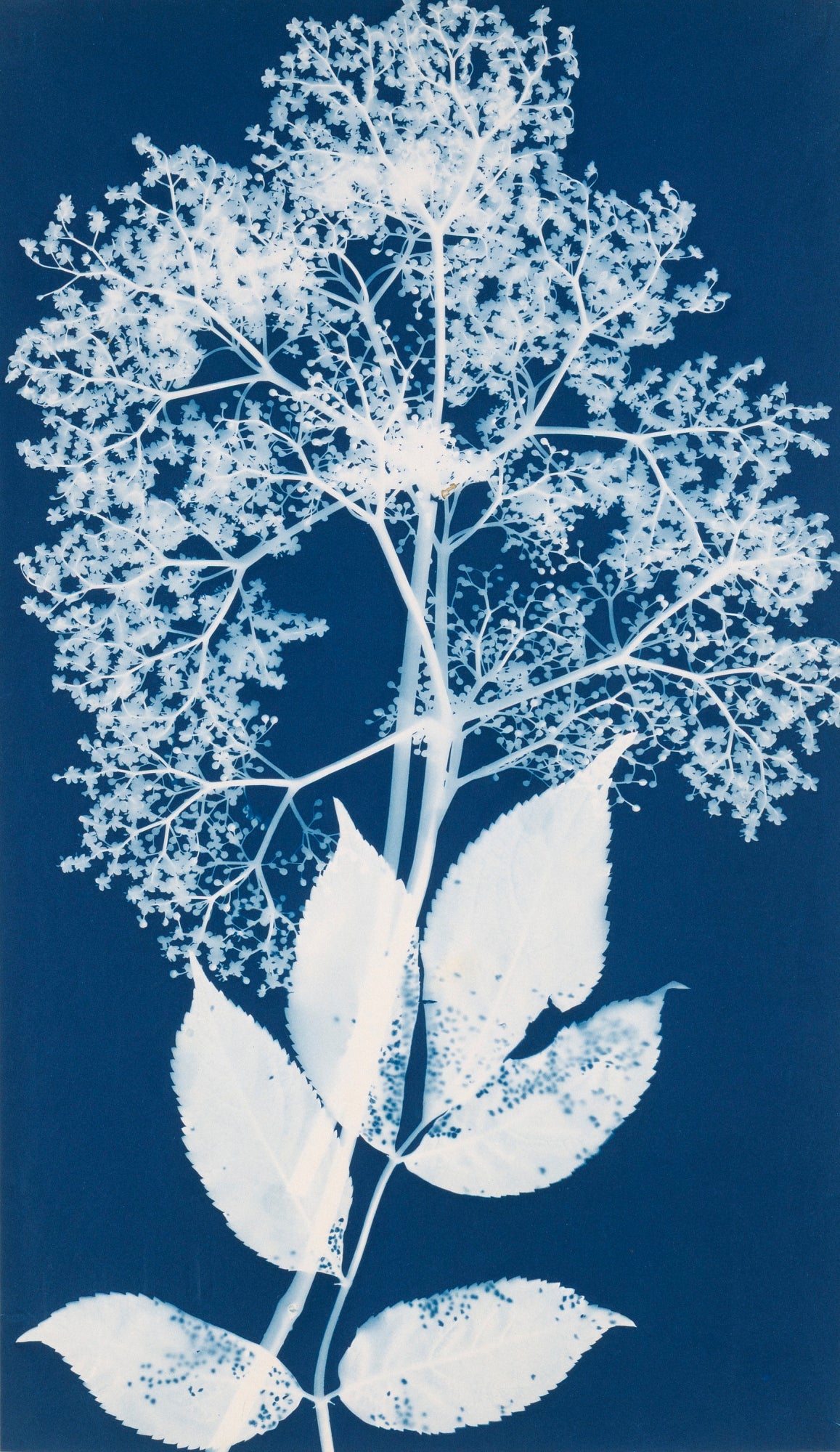 Bertha E. Jaques:Elderberry Blossoms,16x12"(A3)Poster