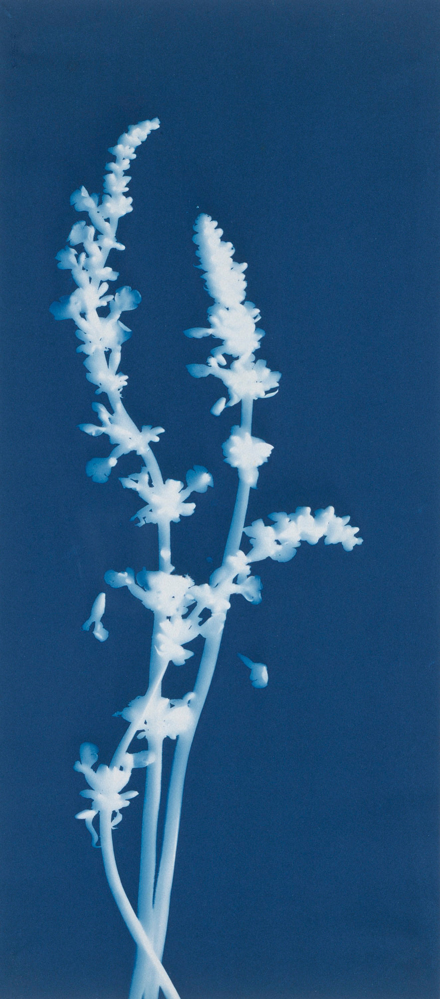 Bertha E. Jaques:Lavender, Lavandula Labiate,16x12"(A3)Poster