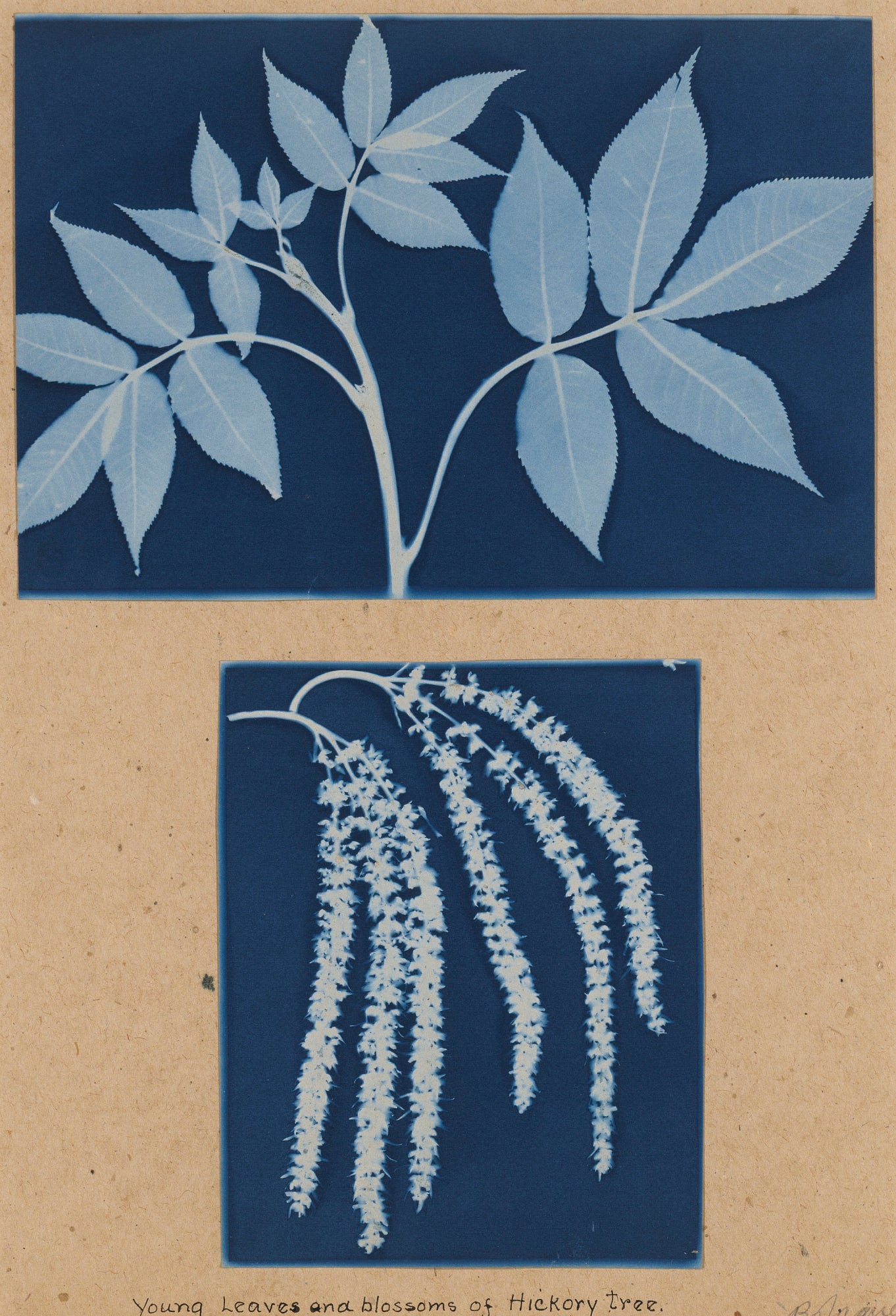 Bertha E. Jaques:Young Leaves and Blossoms of Hickory Tree,16x12"(A3)Poster