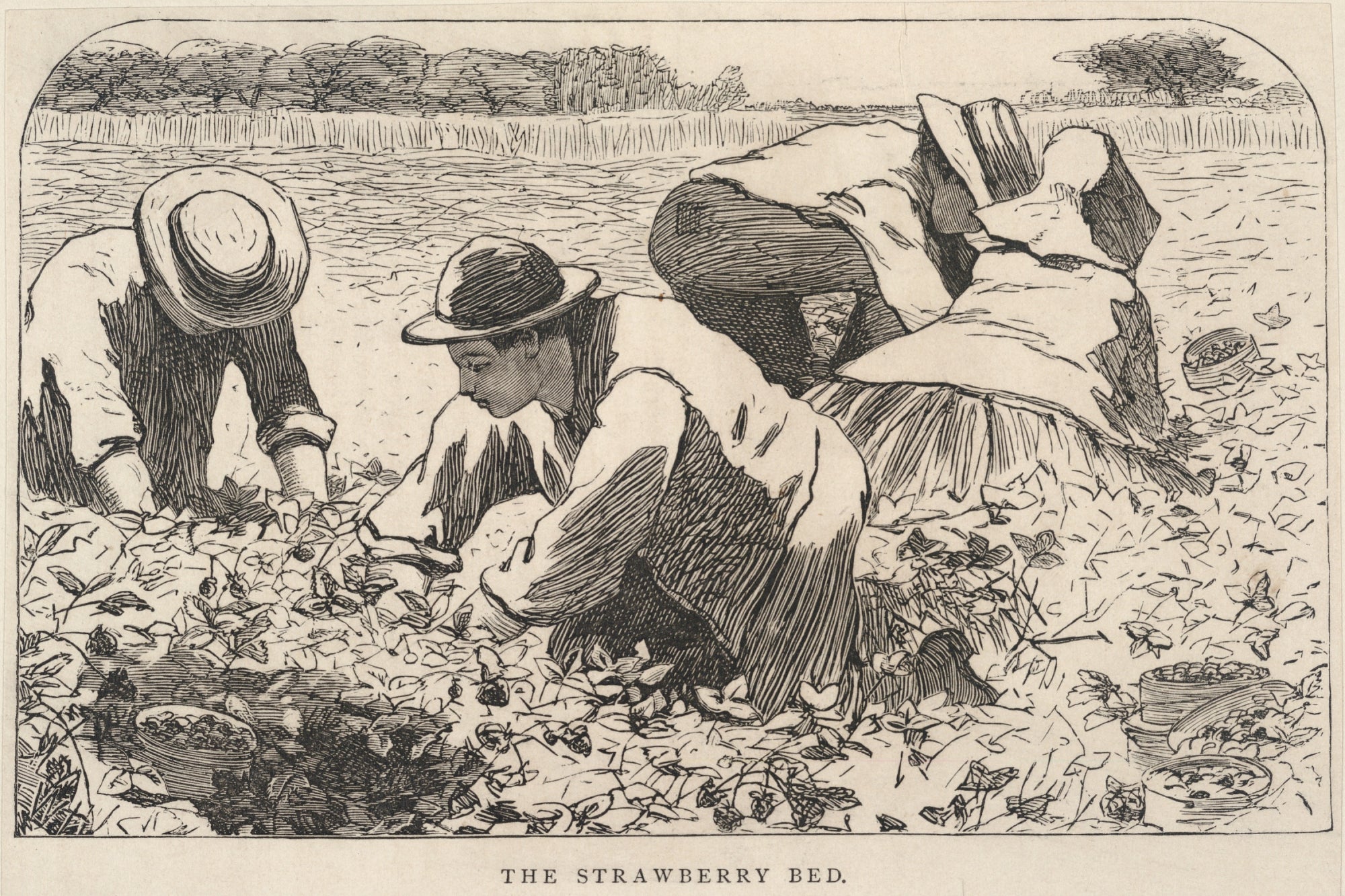 Winslow Homer:The Strawberry Bed, from Our Young Folks, July,16x12"(A3)Poster