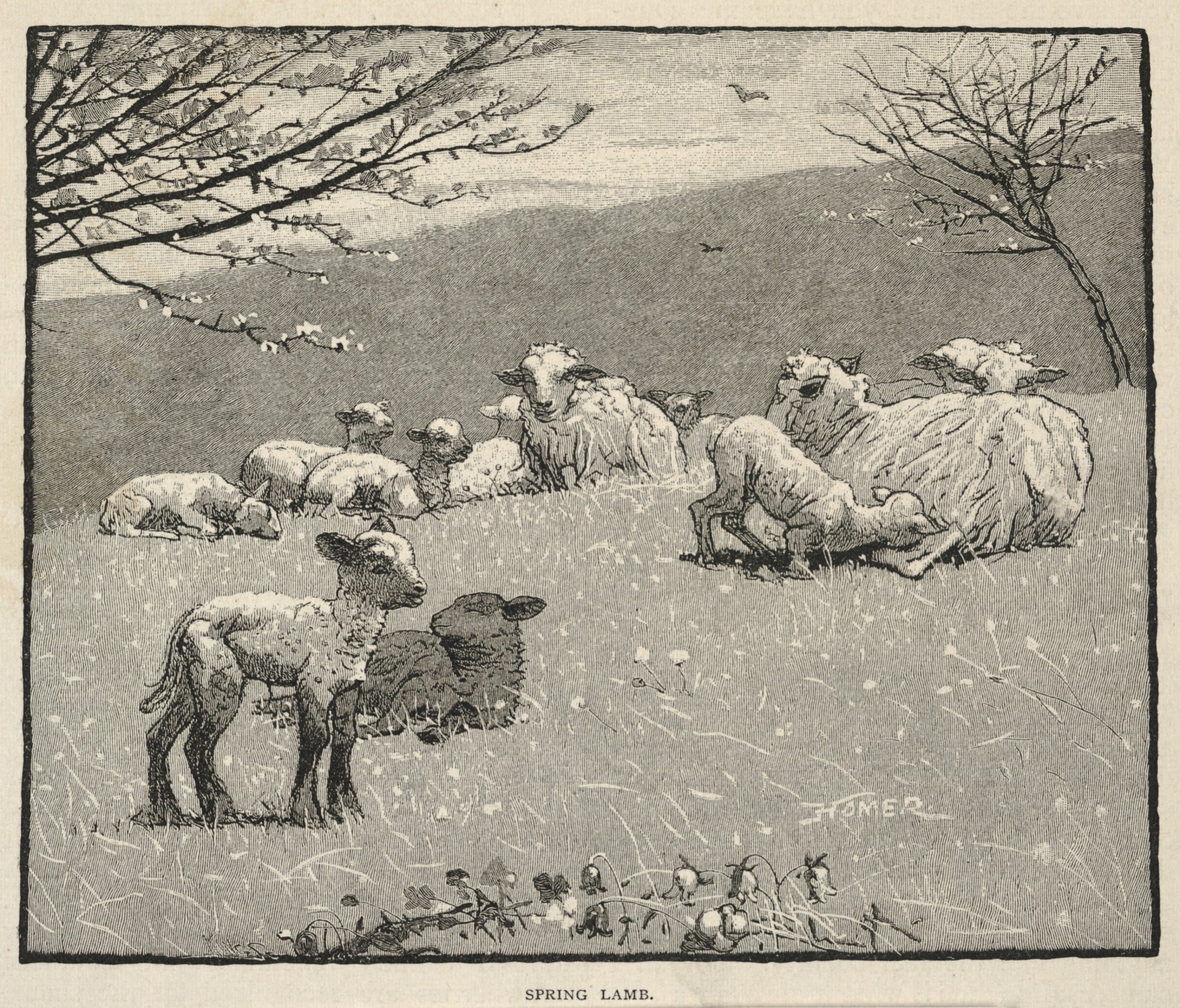 Winslow Homer:Spring Lamb, from Scribner's Monthly, June 188,16x12"(A3)Poster