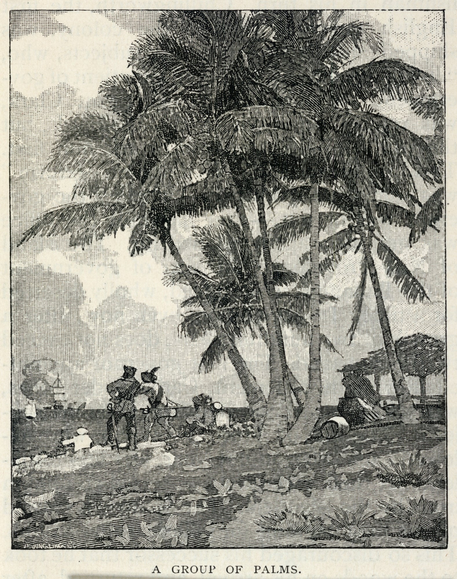 Winslow Homer:A Group of Palms, from The Century Magazine, F,16x12"(A3)Poster