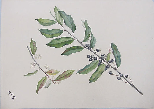 Cherry Laurel  Bough-Mary Russell Smith, 16X12"(A3) Poster