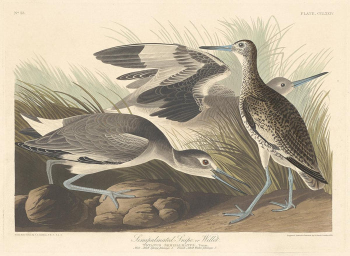 Robert Havell after John James Audubon:Semi-palmated Snipe o,16x12