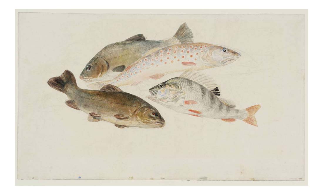Study of Fish - Two Tench, a Trout and a Perch, 1822-24 by John Mallord William Turner RA, 12x8"(A4) Poster