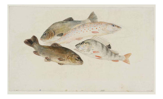 Study of Fish - Two Tench, a Trout and a Perch, 1822-24 by John Mallord William Turner RA, 12x8"(A4) Poster