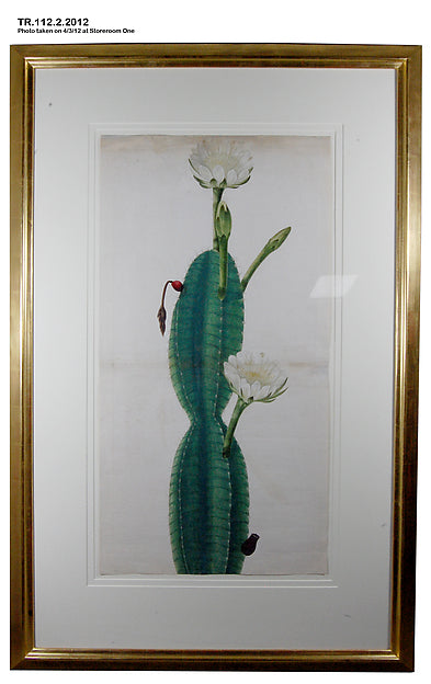 :Cactus Plant in Flower c1800-16x12"(A3) Poster