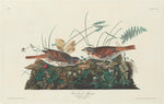 Robert Havell after John James Audubon:Two-colored Sparrow,16x12"(A3) Poster