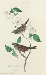 William Home Lizars after John James Audubon:White-throated ,16x12"(A3) Poster