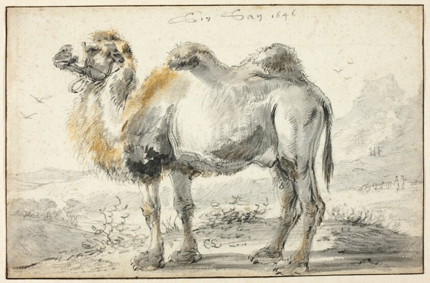 A Camel by  Cornelis Saftleven,23x16"( A2 size ) Poster Print