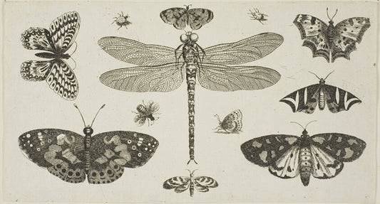 A Dragonfly, Ladybirds, and Butterflies by  Wenceslaus Hollar, 23x16"( A2 size) Poster Print