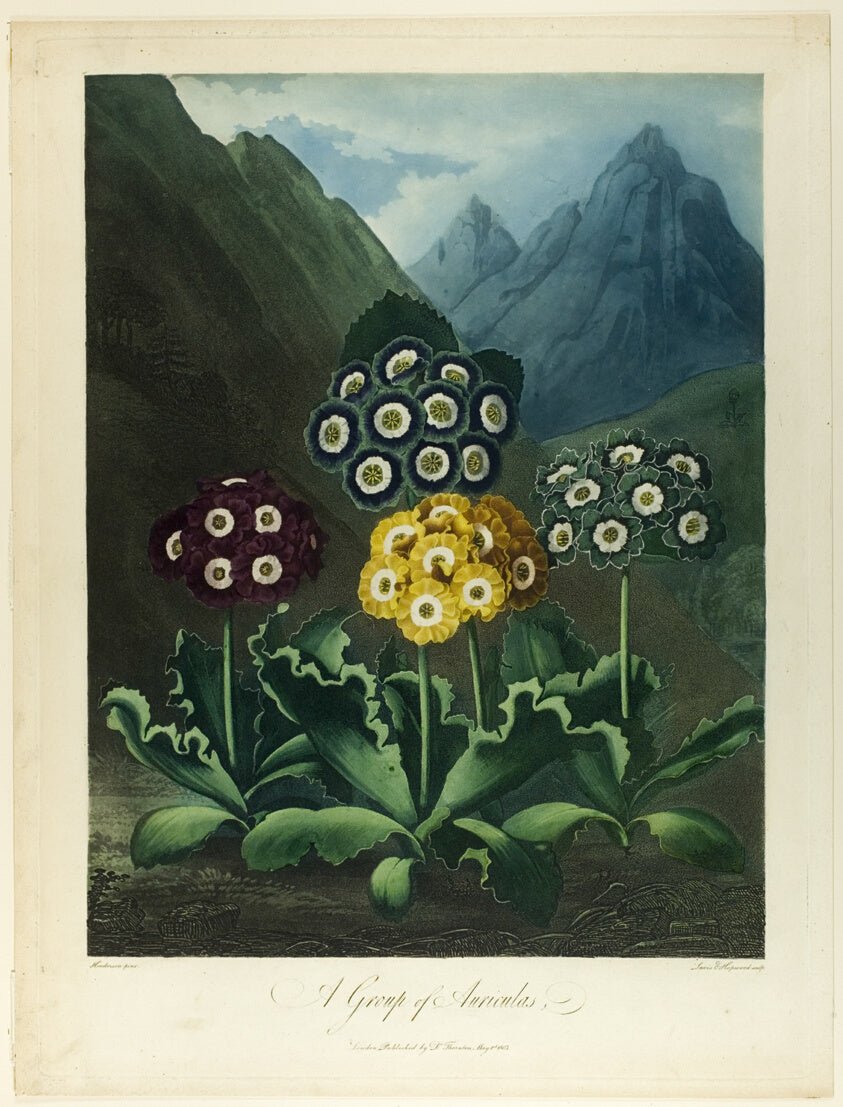 A Group of Auriculas, from The Temple of Flora by  Frederick Christian Lewis, the elder (English, 1779-1856), 23x16"( A2 size) Poster Print