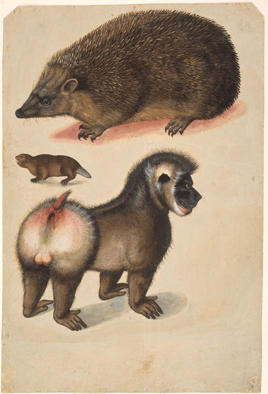 A hedgehog, a beaver and a monkey, vintage artwork by Christoph Amberger, A3 (16x12") Poster Print