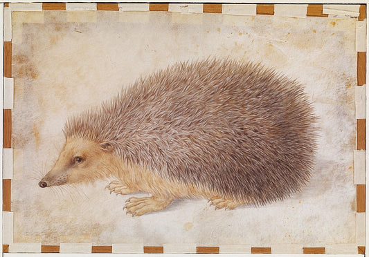 A Hedgehog, vintage artwork by Hans Hoffmann, A3 (16x12") Poster Print
