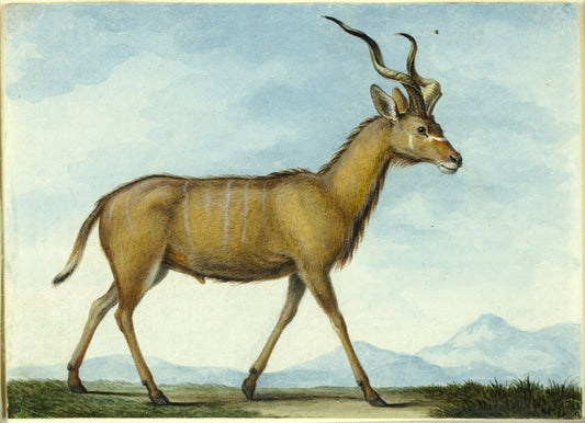 A Kudu by  Nicolas Huet, the younger, 23x16"( A2 size) Poster Print
