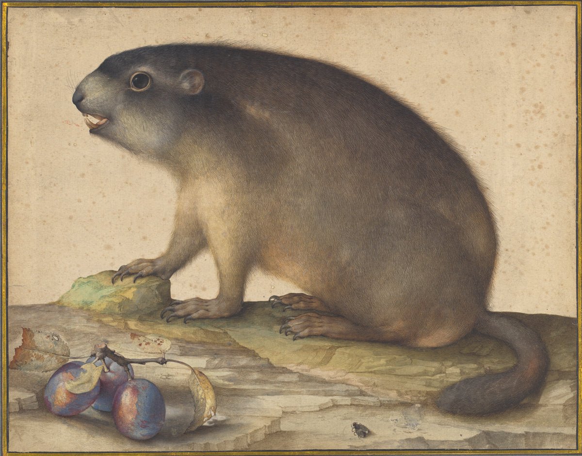 A Marmot with a Branch of Plums, vintage artwork by Jacopo Ligozzi, A3 (16x12") Poster Print