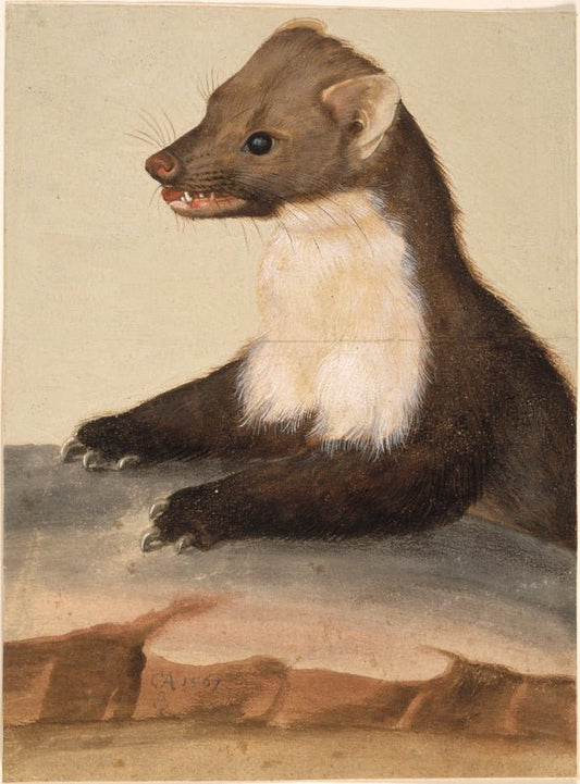 A Stoat, vintage artwork by Christoph Amberger, A3 (16x12") Poster Print