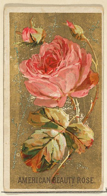 :American Beauty Rose from the Flowers series for Old Judge Cigarettes 1890, vintage artwork, 16x12"(A3) Poster Print