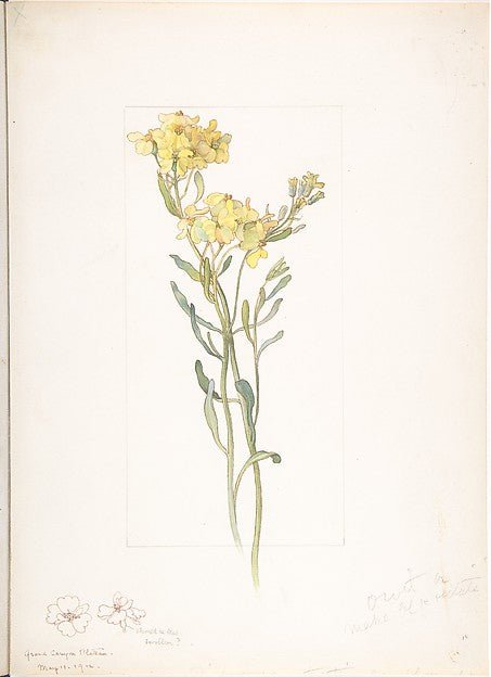 American Wildflower with Yellow Blossoms May 11, 1912-Margaret, vintage art, A3 (16x12") Poster Print