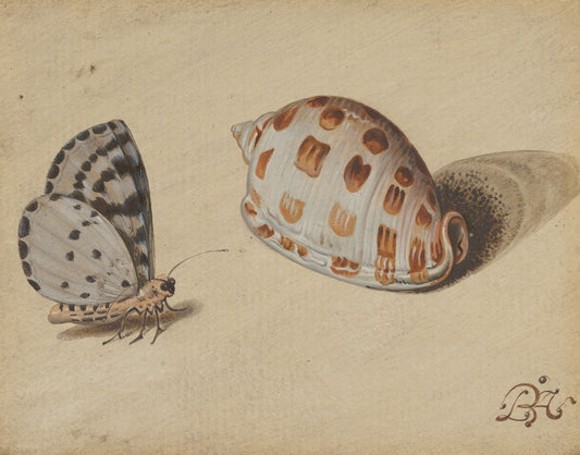 An Arrowhead Blue Butterfly and a Scotch Bonnet Sea Shell, vintage artwork by Balthasar van der Ast, 12x8" (A4) Poster