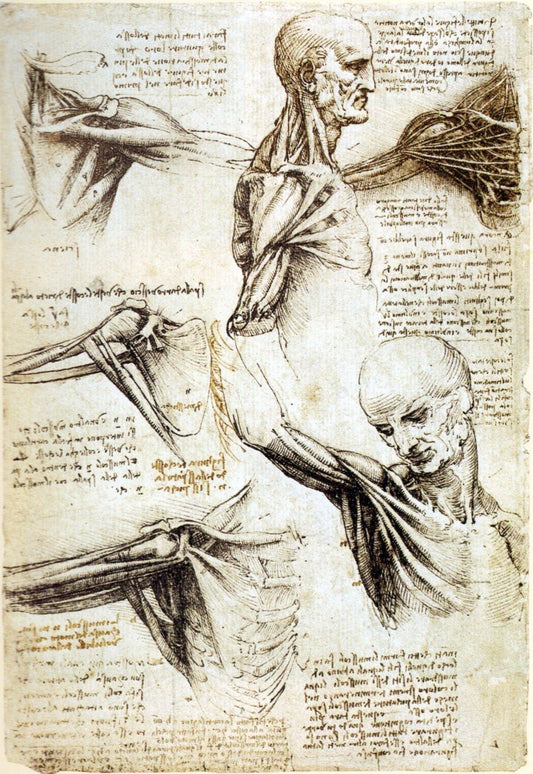 Anatomy Study of Shoulders, vintage artwork by Leonardo da Vinci, A3 (16x12") Poster Print