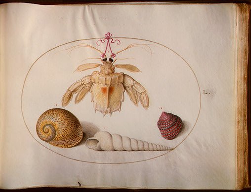 Animalia Aqvatilia et Cochiliata, vintage artwork by Joris Hoefnagel, A3 (16x12") Poster Print