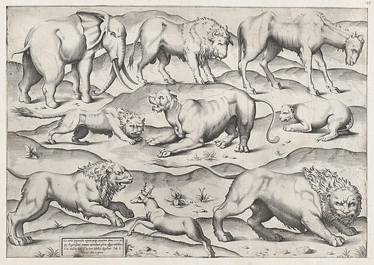 AnonymousSpeculum Romanae Magnificentiae Wild Animals from-16x12"(A3) Poster