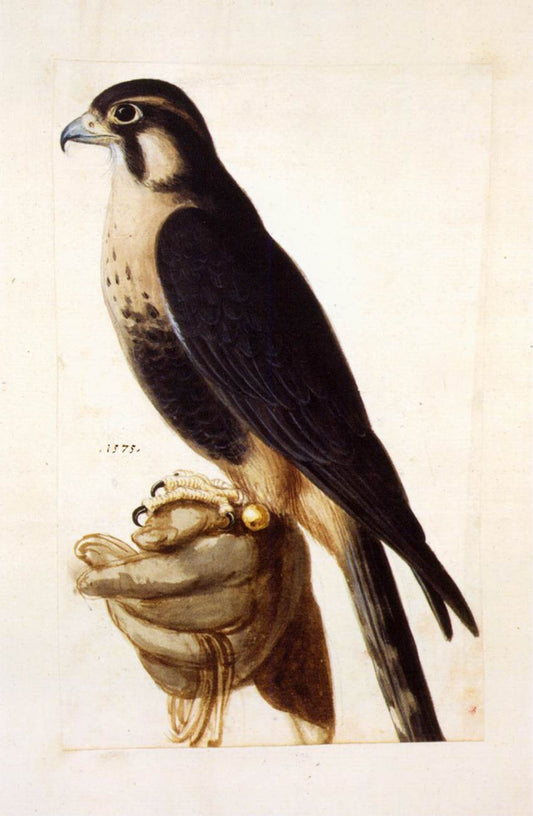 Aplomado Falcon on Gloved Hand, vintage artwork by Giuseppe Arcimboldo, A3 (16x12") Poster Print