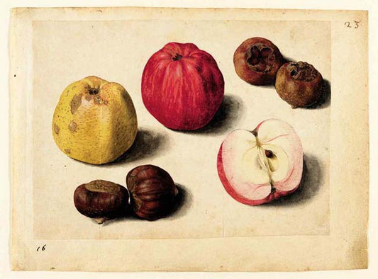 Apples, Roses, Fire, Snow, Medlars, Chestnuts, Tangerine, vintage artwork by Jacques le Moyne de Morgues, A3 (16x12") Poster Print