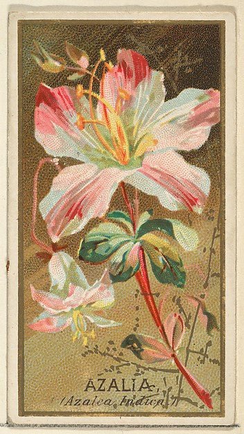 :Azalia  from the Flowers series for Old Judge Cigarettes 1890, vintage artwork, 16x12"(A3) Poster Print
