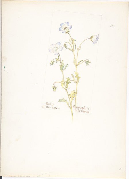 Baby Blue-eyes  Nemophila intermedia 1912–13-Margaret Neilson , vintage art, A3 (16x12") Poster Print