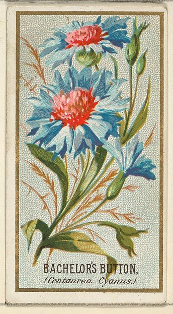 :Bachelor's Button  from the Flowers series for Old Judge Cigarettes 1890, vintage artwork, 16x12"(A3) Poster Print