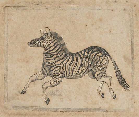 Banknote vignette showing a zebra c1824–37-Attributed to Asher, vintage art, A3 (16x12") Poster Print