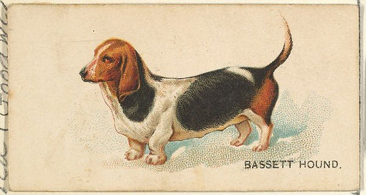 :Bassett Hound from the Dogs of the World series for Old Judge Cigarettes 1890, vintage artwork, 16x12"(A3) Poster Print