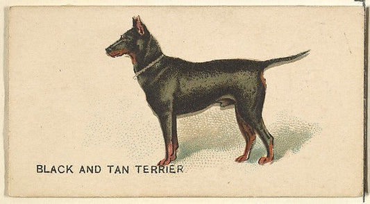 :Black and Tan Terrier from the Dogs of the World series for Old Judge Cigarettes 1890, vintage artwork, 16x12"(A3) Poster Print