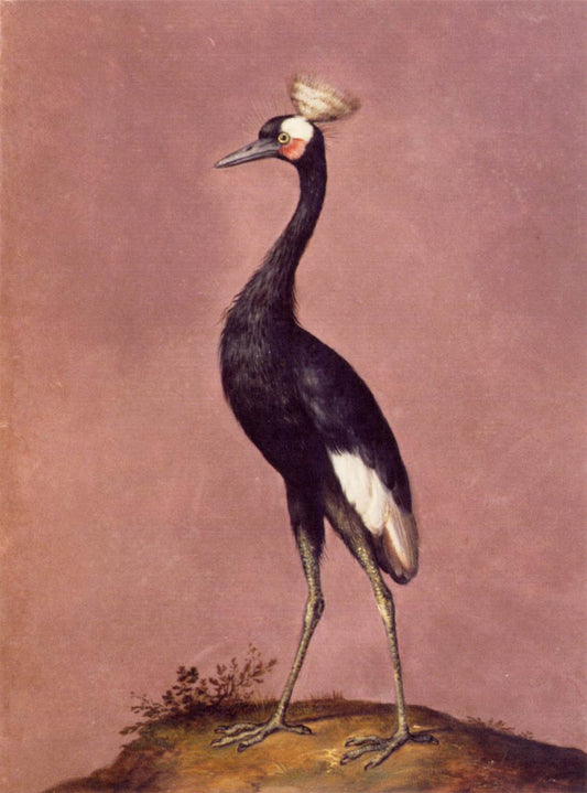Black Crowned Crane, vintage artwork by Giuseppe Arcimboldo, A3 (16x12") Poster Print