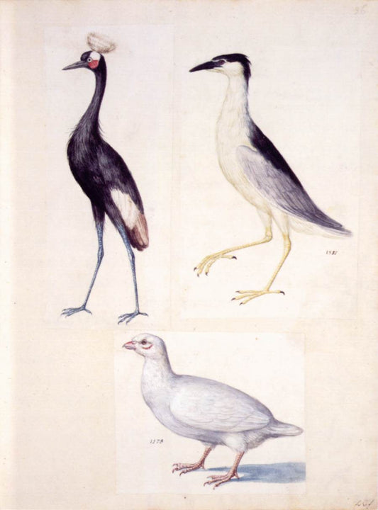 Black Crowned Creame, Night Heron, Albino Partridge, vintage artwork by Giuseppe Arcimboldo, A3 (16x12") Poster Print