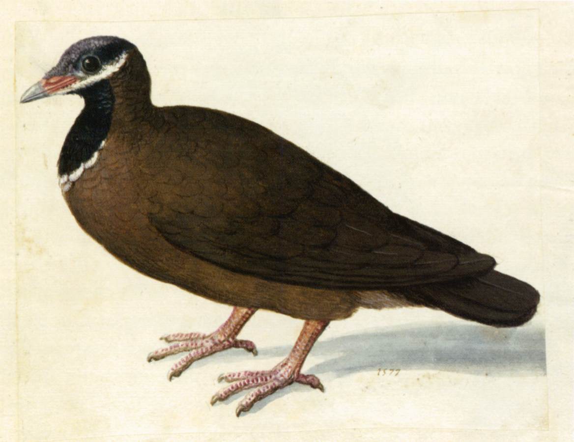 Blue-Headed Quail-Dove, vintage artwork by Giuseppe Arcimboldo, A3 (16x12") Poster Print