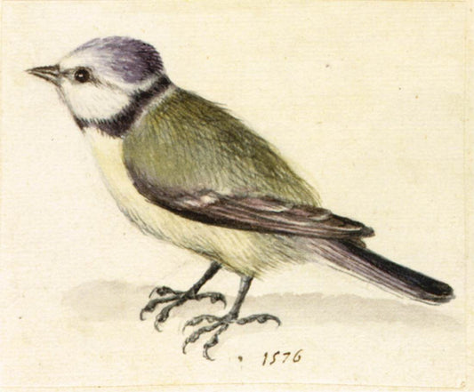 Blue Tit, vintage artwork by Giuseppe Arcimboldo, A3 (16x12") Poster Print