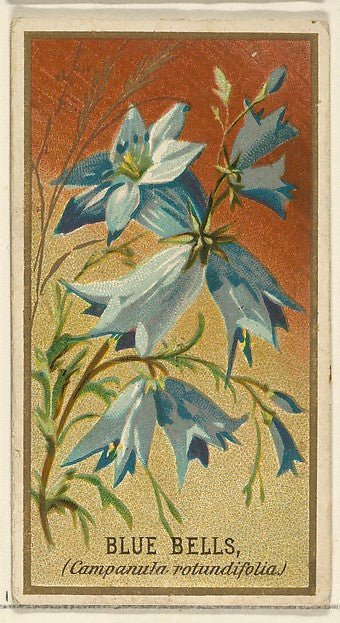 :Bluebells  from the Flowers series for Old Judge Cigarettes 1890, vintage artwork, 16x12"(A3) Poster Print