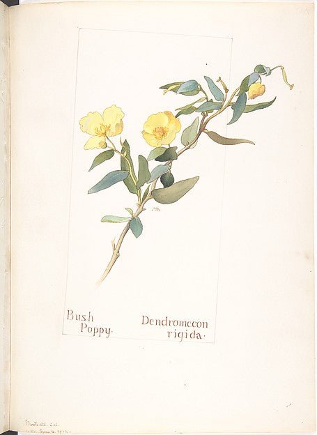 Bush Poppy  Dendromecon rigida June 6, 1912-Margaret Neilson A, vintage art, A3 (16x12") Poster Print