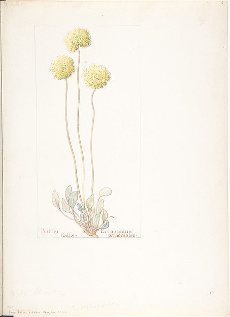 Butter Balls  Eriogonum orthocaulon May 26, 1914-Margaret Neil, vintage art, A3 (16x12") Poster Print