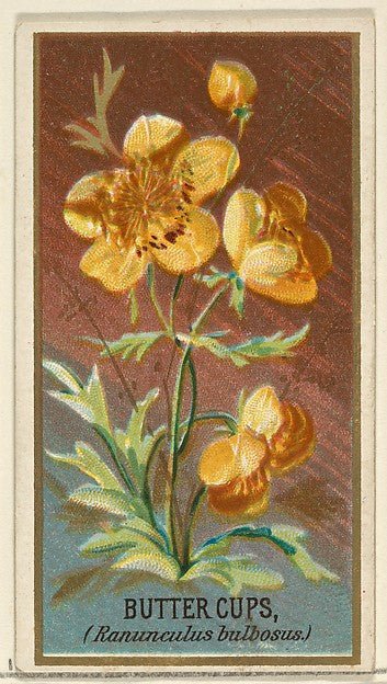 :Buttercups  from the Flowers series for Old Judge Cigarettes 1890, vintage artwork, 16x12"(A3) Poster Print