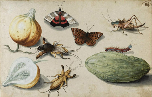Butterflies, mole crickets, grasshopper and caterpillar with gourd and figs, vintage artwork by Georg Flegel, A3 (16x12") Poster Print
